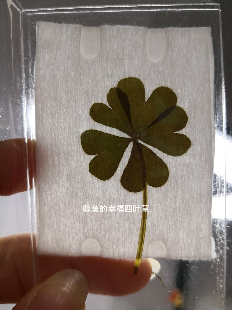 特美四叶草五叶草幸运草塑封可取出tfboys中考高考祈福好运礼物