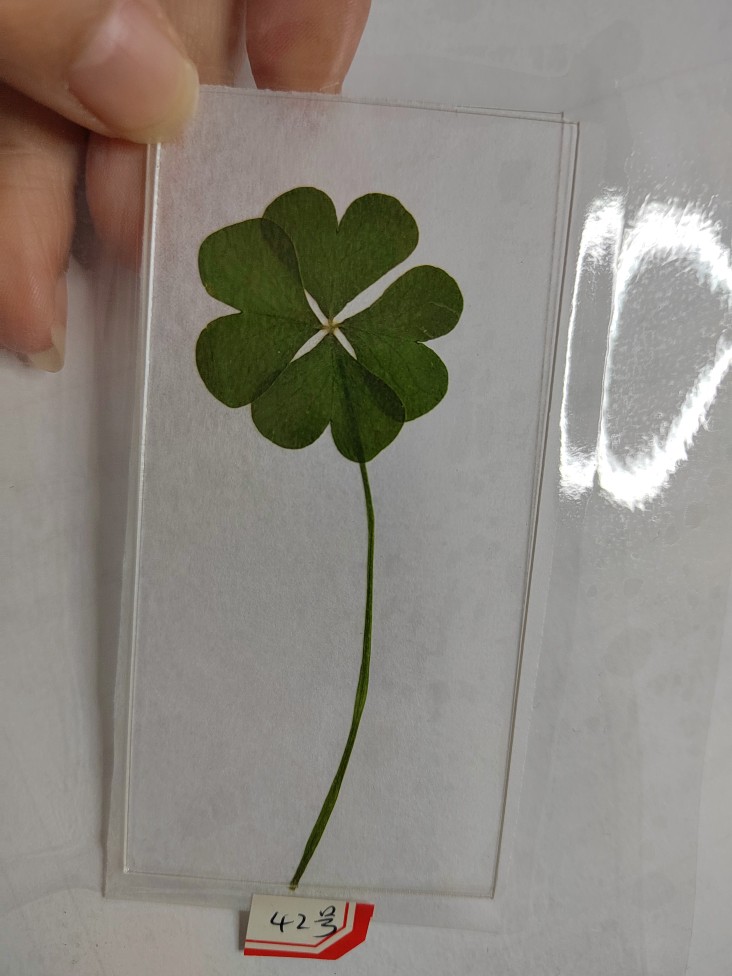 真四叶草植物标本幸运草干花中考七夕节表白生日女友情人节礼物