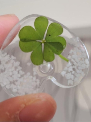 天然四叶草水晶幸运干花情人节