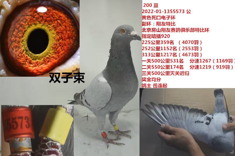 双子束赛鸽成绩鸽公棚获奖鸽子代血统鸽原环大特比大名家台鸽开尔