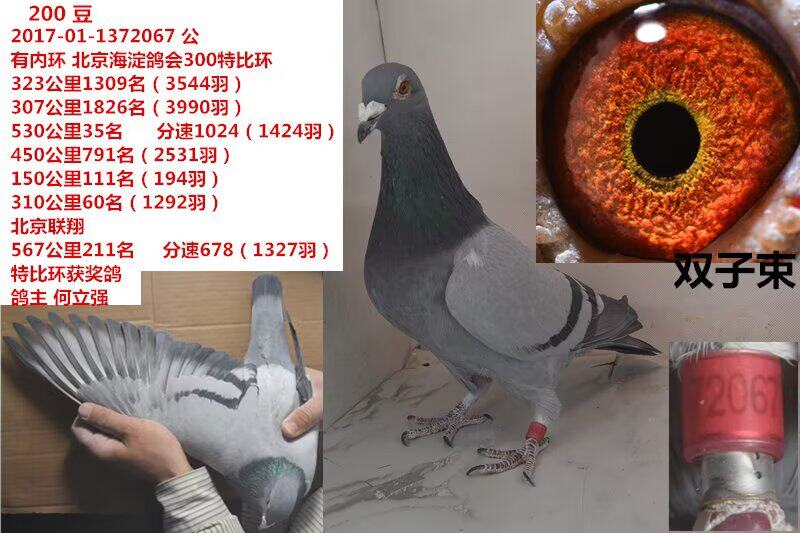 双子束信鸽赛鸽成绩鸽公棚获奖鸽子代血统鸽原环大特比大名家台鸽