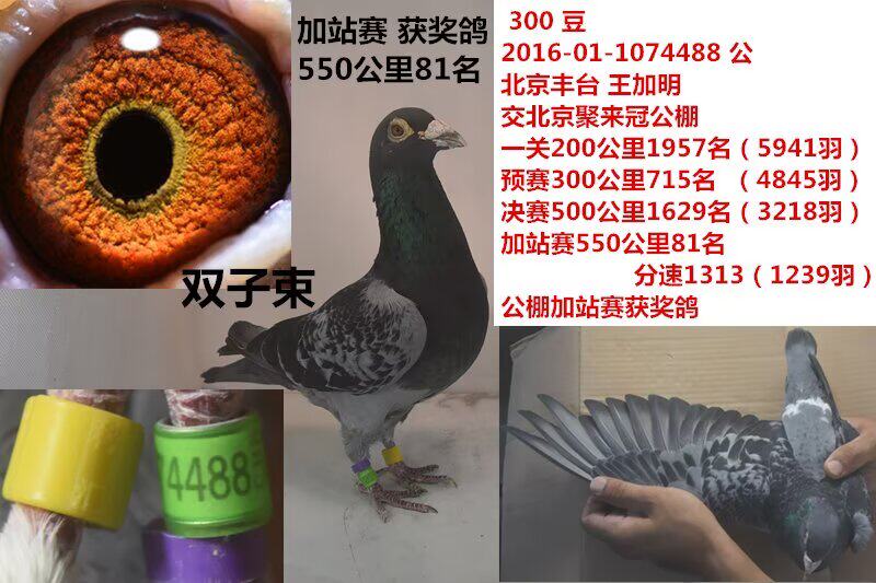 双子束信鸽赛鸽成绩鸽公棚获奖鸽子代血统鸽原环大特比大名家台鸽