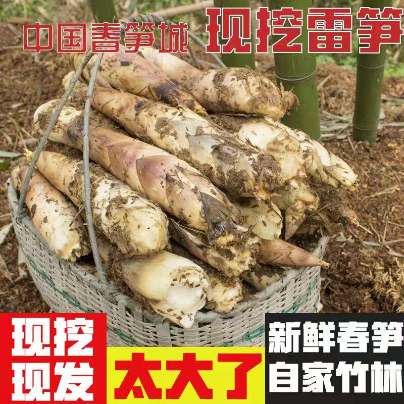 临安天目山 新鲜现挖雷笋高山野笋尖油焖笋农家蔬菜春笋
