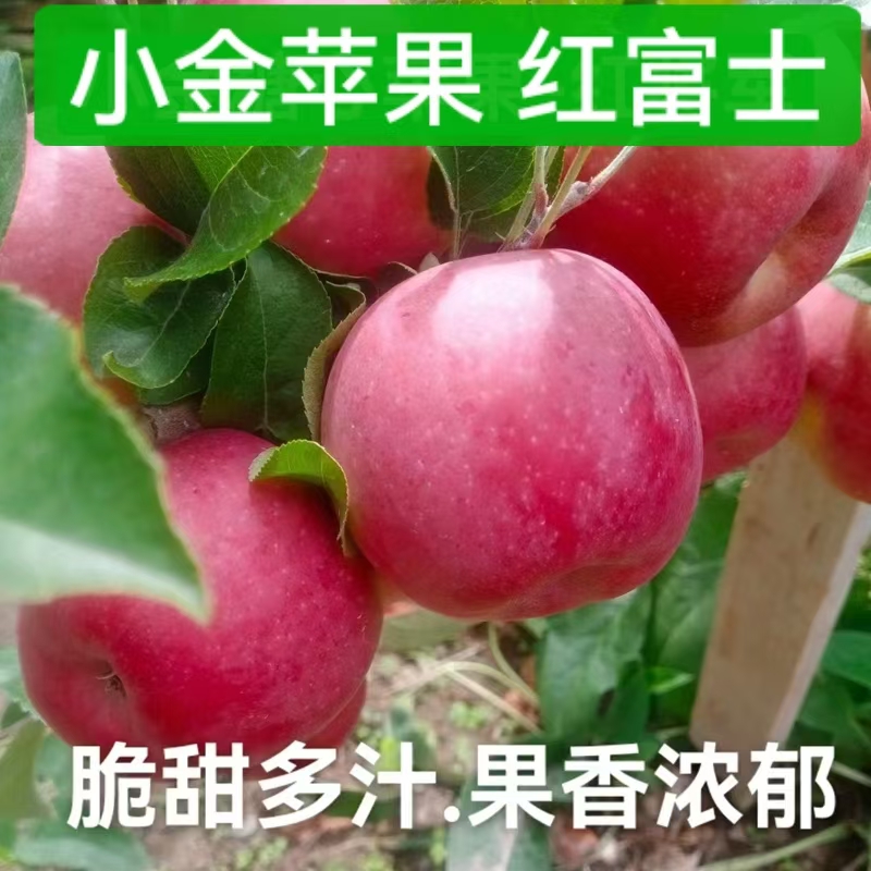 小金苹果产地直发藏区当季特产