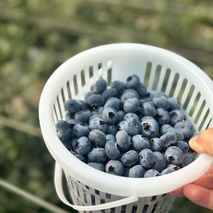 精选品质大果 顺丰空运现摘产地直发 云南抚仙湖当季 L25花香蓝莓