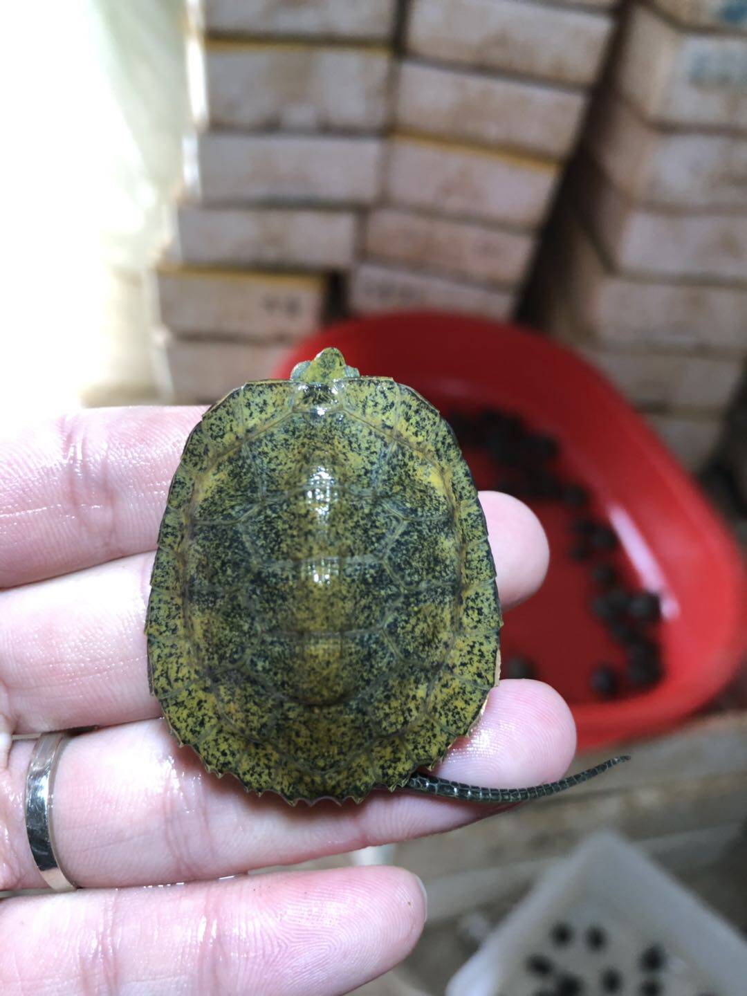 日石龟日本石龟杂交草龟日杂草日本草龟