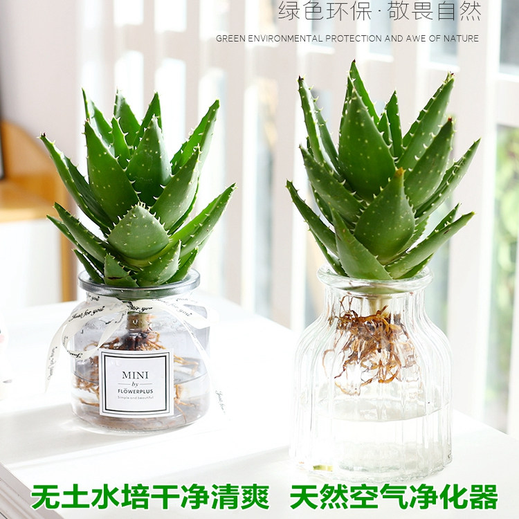 水培植物多肉芦荟绿植室内盆栽好养活办公室桌面仙人球不夜城花卉