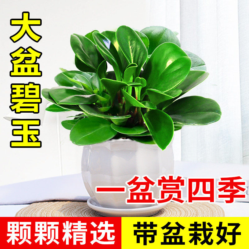 豆瓣绿青叶碧玉四季常青室内办公室盆栽水培绿萝花卉绿植吸烟鬼