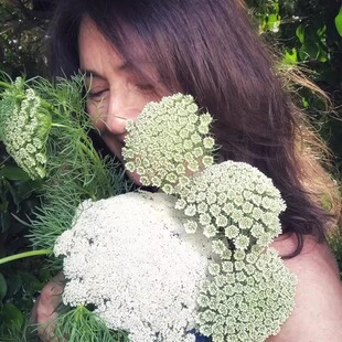 大阿米芹种子切花蕾丝花白雪珠花籽室外四季阳台庭院盆栽种子花卉
