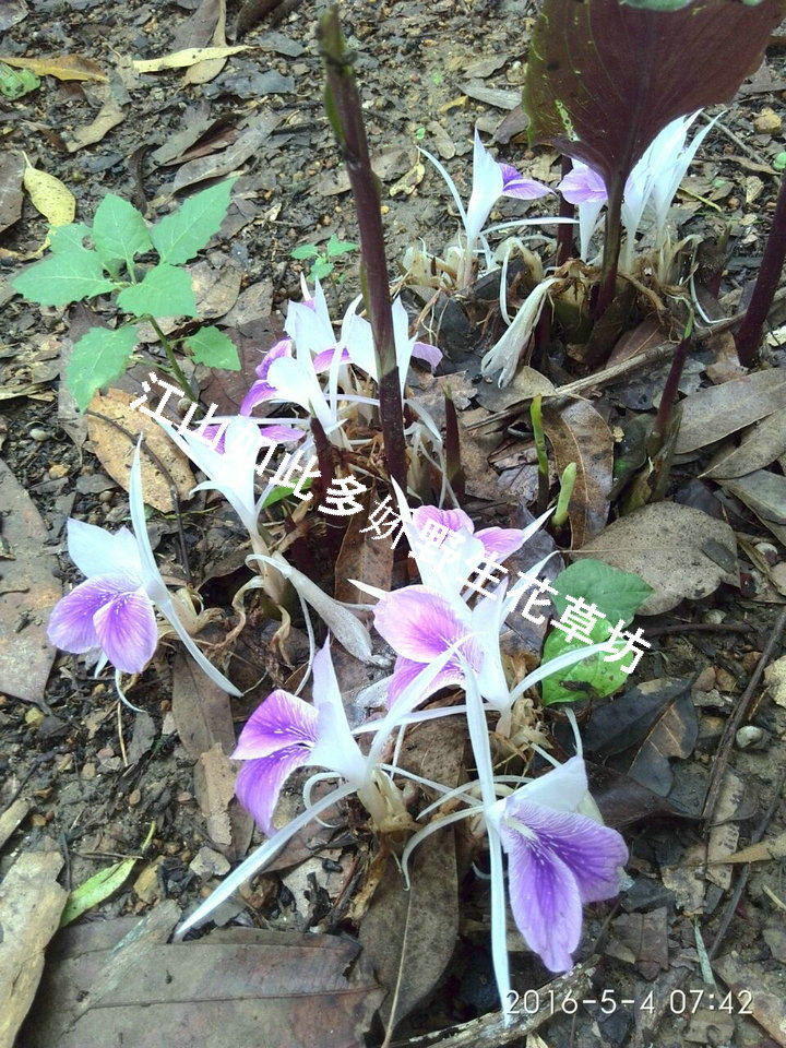 海南三七 红三七  羽花姜 姜三七 现挖块根种苗易种植物