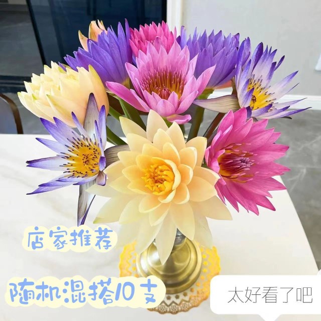 睡莲鲜花鲜切花花束荷花莲花百合