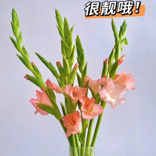 剑兰鲜花唐菖莆鲜切花广东发货同城速递家用年宵花束办公室摆件