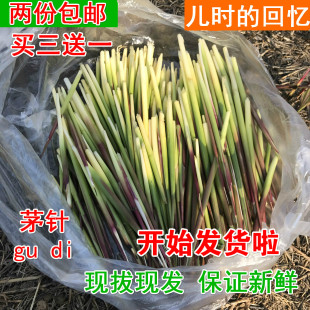 毛针草 新鲜茅针 现拔gudi茅根古蒂野生 白茅针 谷狄谷地谷荻茅尖