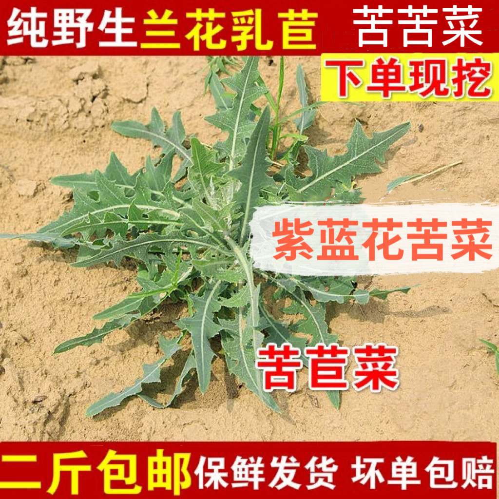 新鲜乳苣 苦曲菜苦苣菜白浆菜曲麻菜紫花兰花蓝花苦菜现挖包邮