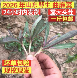 纯野生曲麻菜苦菜婆婆丁苣荬菜甜苣菜新鲜山野菜东北蘸酱菜包邮