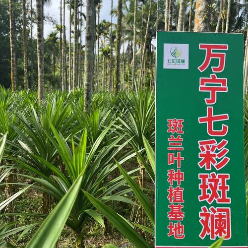 【48小时内发货】斑斓叶新鲜海南特产香兰叶斑兰蛋糕点甜品原料