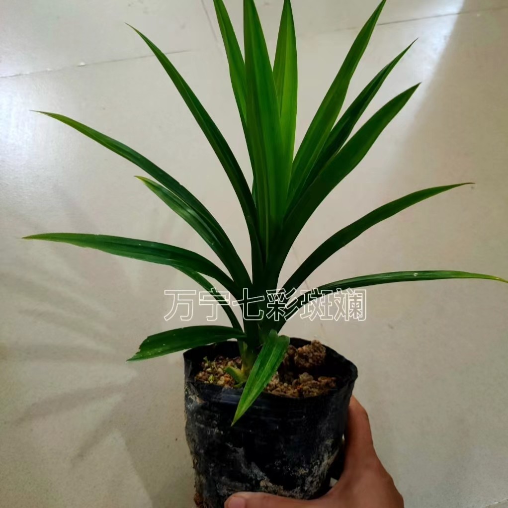 海南斑斓叶育袋苗新鲜可食用香料植物糕点香兰苗绿植室内净化包邮,鲜花速递/花卉仿真/绿植园艺,绿植,淘宝优惠券,粉丝福利购,淘宝优惠卷