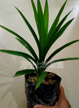 斑斓叶育袋新鲜可食用香料植物