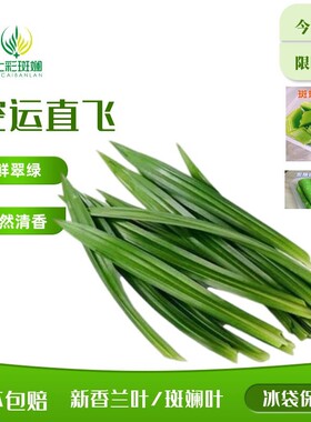 海南斑斓叶新鲜食用千层