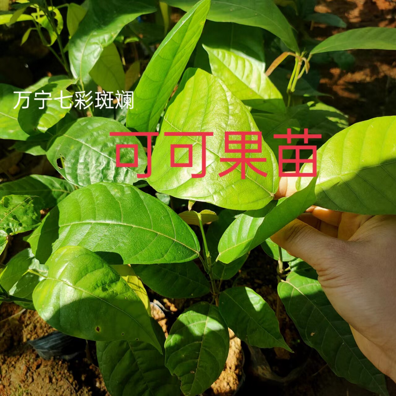 海南特产盆栽可可果苗热带水果热带作物黑巧力苗1年苗巧克力树