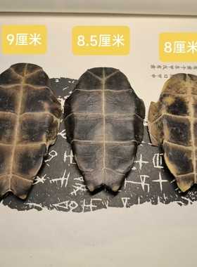 龟趣天然龟骨龟腹甲漂亮手工DIY