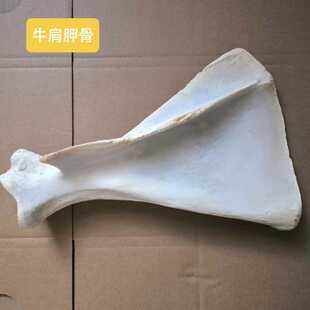 牛肩胛骨羊肩胛骨牛肋骨文教用品甲骨文雕刻diy兴趣培养