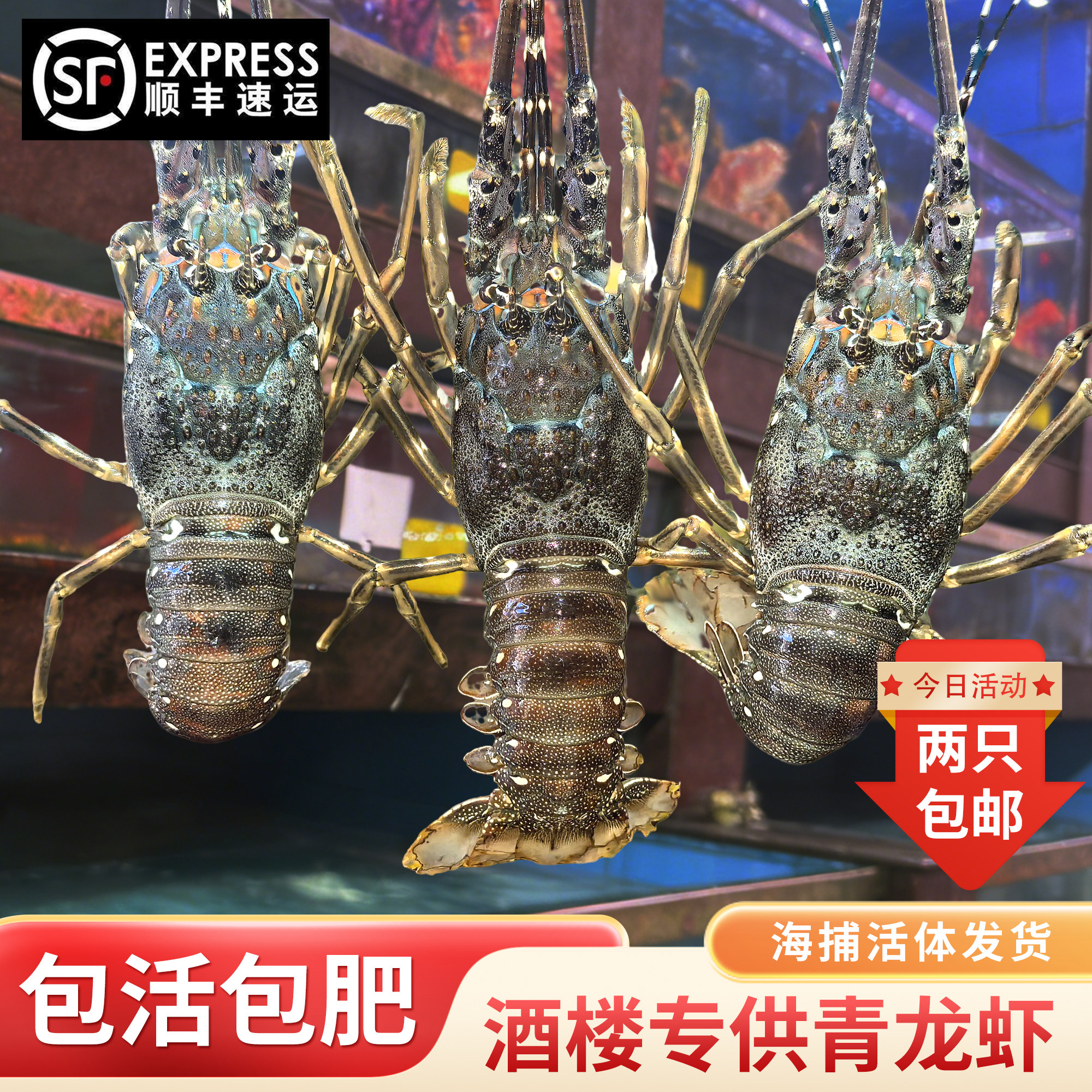 【保活】鲜活生猛青龙虾充氧活发小青龙虾大新鲜澳洲海鲜活虾礼品,水产肉类/新鲜蔬果/熟食,活虾,淘宝优惠券,粉丝福利购,淘宝优惠卷