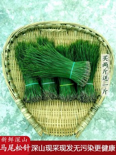 新鲜野生松针茶四川深山马尾松针蒸笼垫包子二针松叶泡茶纯露酵素