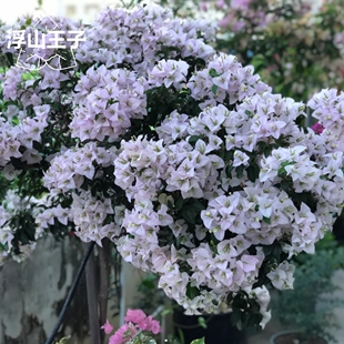 浮山王子老苗苹果花三角梅四季开花淡粉色盆栽爬藤勤花阳台庭院