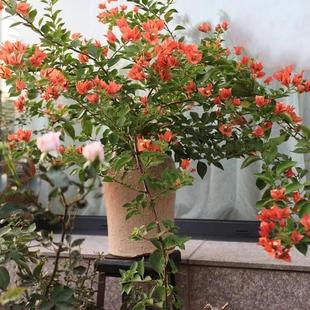 浮山王子三角梅佩德罗新品种盆栽爬藤四季开花易活阳台庭院室内外