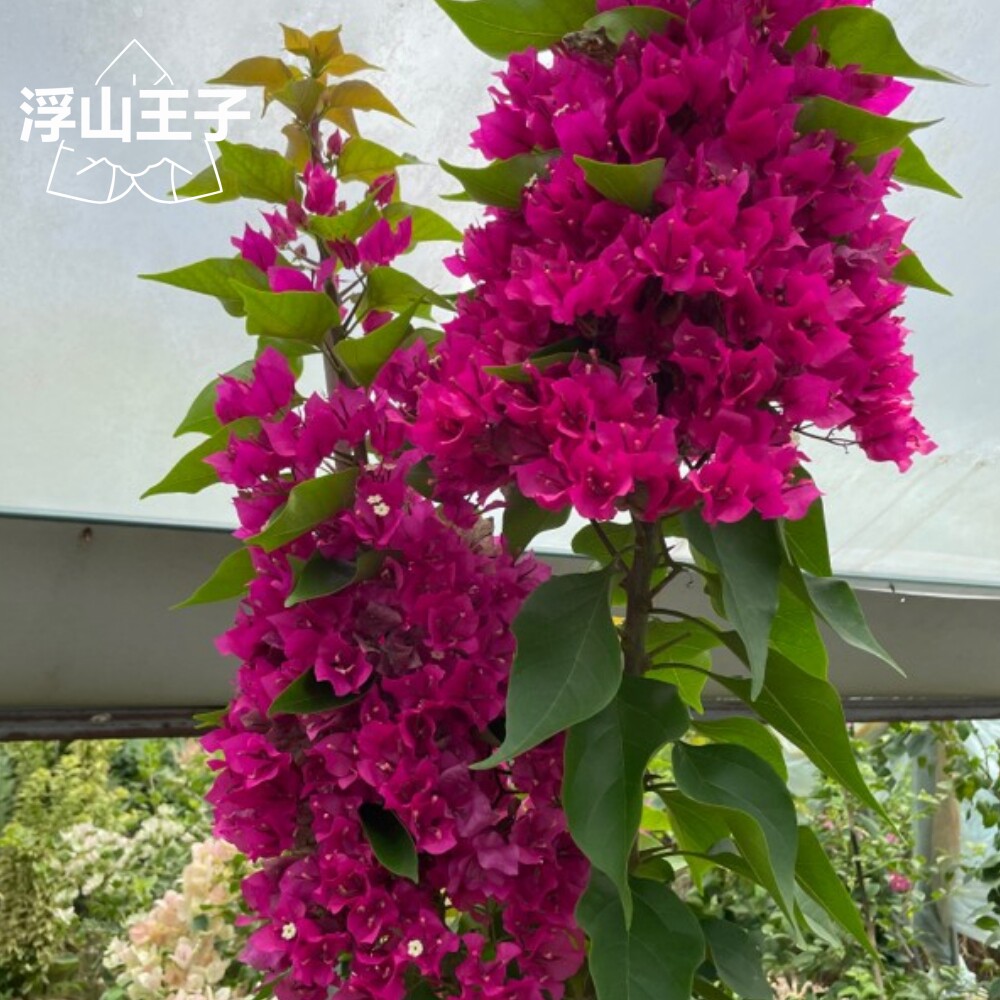 浮山王子菲菲娜深玫红三角梅含盆喜阳爬藤盆栽阳台庭院花卉楼顶