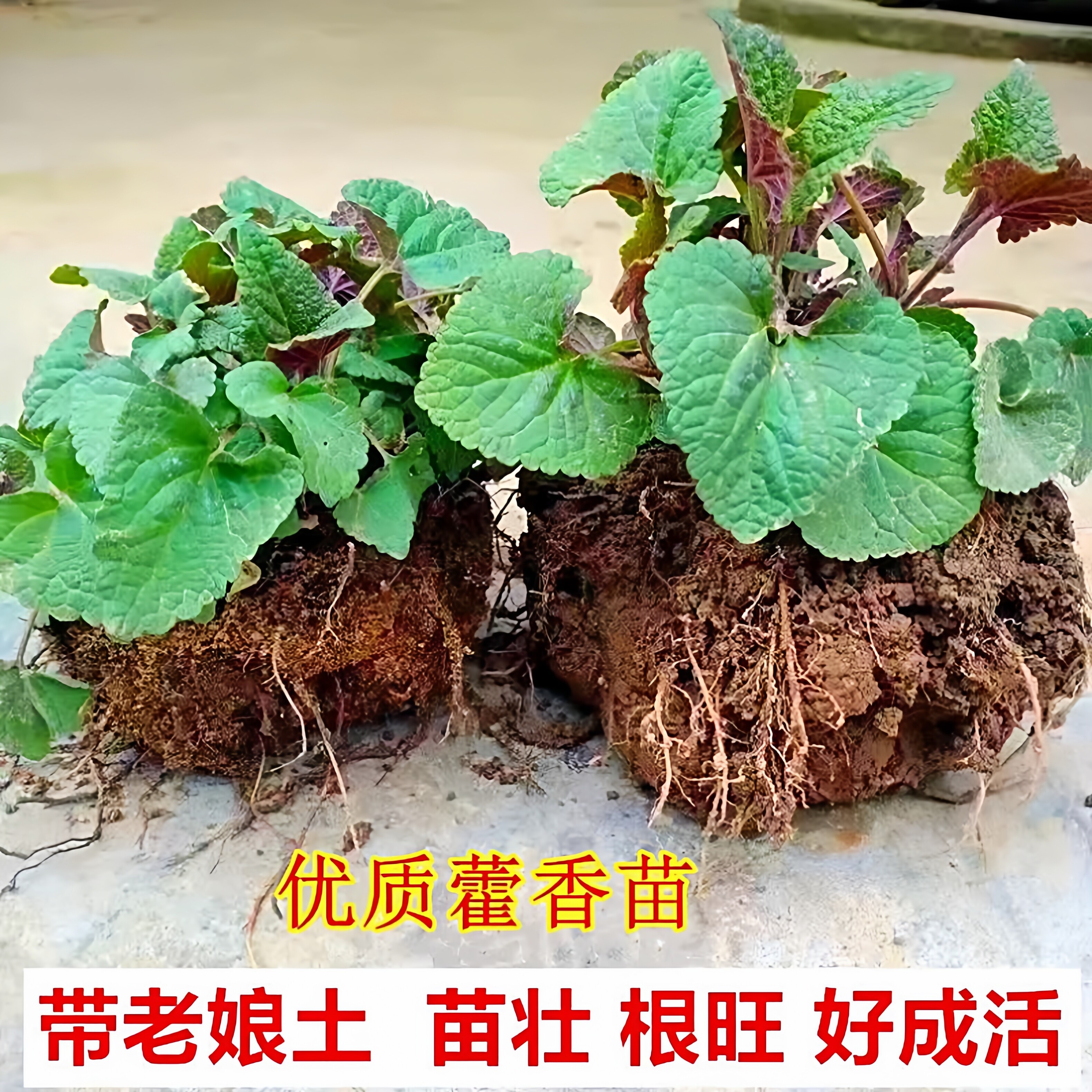 五香叶老桩藿香苗带原土发可食用植物盆栽调味香草种植鱼香大茴香