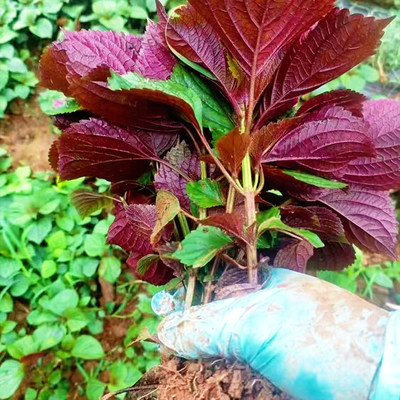 可食用紫苏苗20棵带土带根发货大叶新鲜紫苏幼苗四季盆栽阳台种植