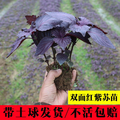可食用双面红紫苏苗 露天带土粗壮带根发货大叶新鲜四季盆栽香草