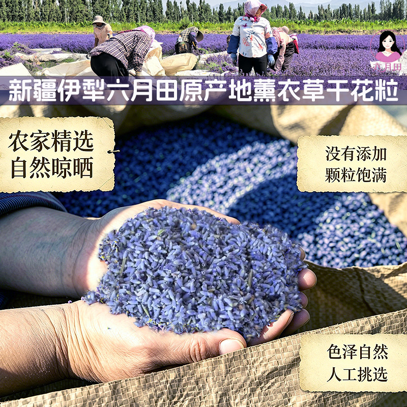 新疆伊犁产新采收凉晒薰衣草干花粒