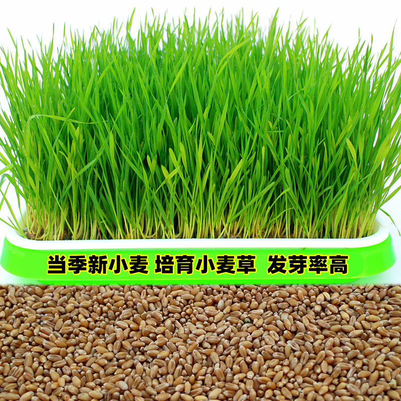 小麦草种子 种籽粒食用麦苗麦芽糖猫草去毛球水培植榨汁散装250克