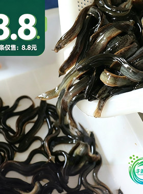 鲜活喂鱼钓鱼打窝小泥鳅