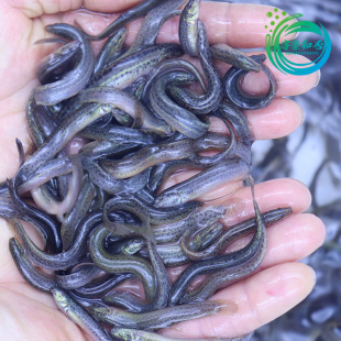 台湾泥鳅鲜活小泥鳅打窝钓鱼活饵翘嘴鲈鱼龙鱼鳄龟活饲料食用鳅鱼