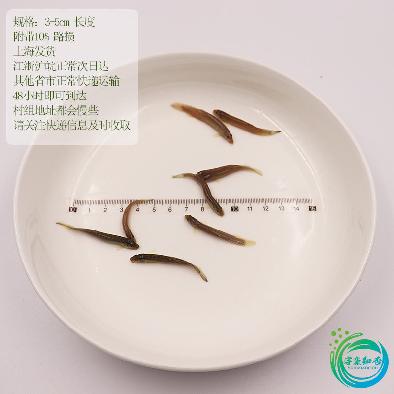钓鱼打窝小泥鳅3-5cm长度