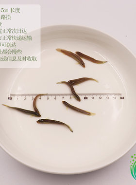 钓鱼打窝小泥鳅3-5cm长度