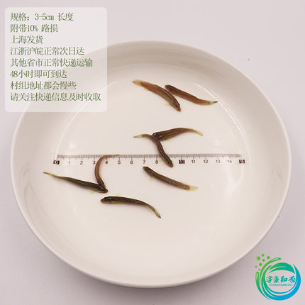 食用小泥鳅 3-5cm长度打窝观赏鱼鳄龟活体饲料钓翘嘴鲈鱼活饵鳅鱼