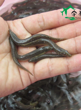 本地小泥鳅苗台湾泥鳅鲜活