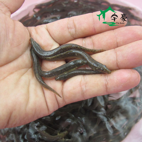 本地小泥鳅苗台湾泥鳅鲜活