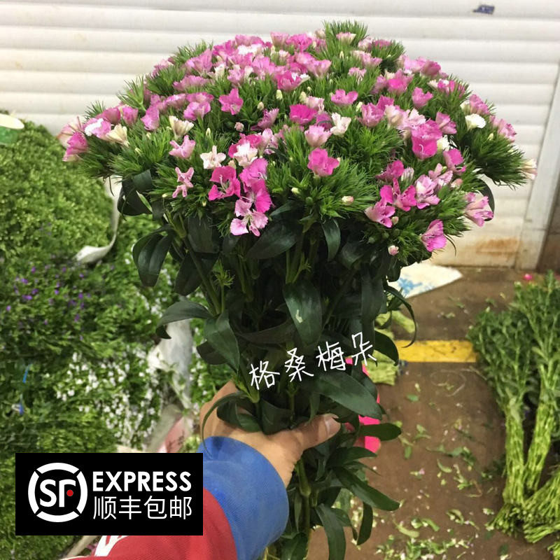 鲜花相思梅直批鲜切花相思梅石竹梅紫色白色青梅百搭配花