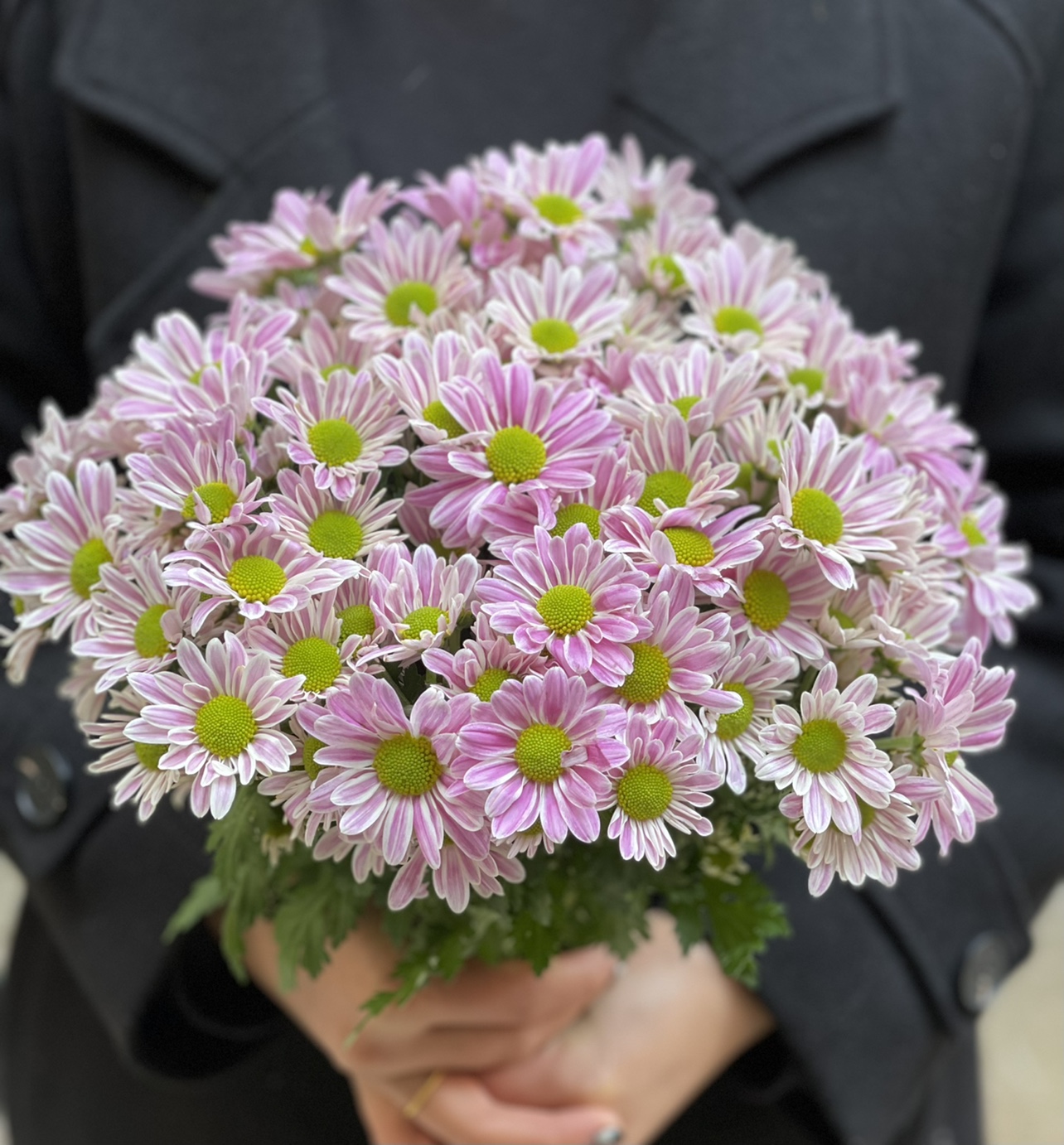 100所有节日花期长小菊