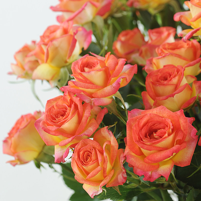 新鲜玫瑰a级多头玫瑰狂欢泡泡10支/扎多头空运全国