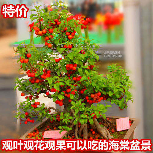 一物一拍观叶观花观果海棠果树