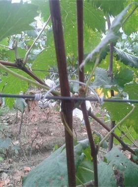 白色 圆形 0.6芯镀锌包胶线 园林扎带 重复使用 12CM3万条 包邮