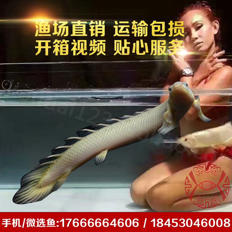 恐龙王鱼活体鱼虎纹恐龙鳄鱼恐龙大花白子金恐龙鱼红眼九节观赏鱼