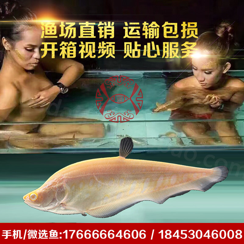 金刀鱼 白化七星刀黄金刀鱼 龙鱼混养配鱼 大型热带观赏鱼活体鱼